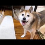 大好きな散歩と同じくらい猫たちの様子を見守るのが大好きな柴犬(YouTube)