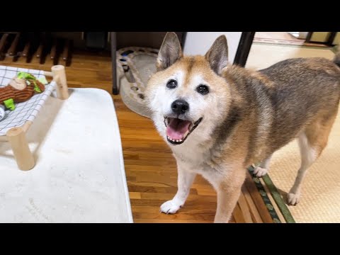 大好きな散歩と同じくらい猫たちの様子を見守るのが大好きな柴犬(YouTube)