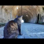 【奇跡の出会い】トンネルを抜けたら…そこには猫が待っていた🐱💕(YouTube)