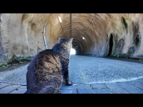 【奇跡の出会い】トンネルを抜けたら…そこには猫が待っていた🐱💕(YouTube)