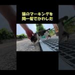 猫のマーキングを間一髪でかわした #猫 #ねこ #cat(YouTube)