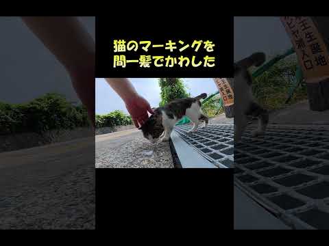 猫のマーキングを間一髪でかわした #猫 #ねこ #cat(YouTube)