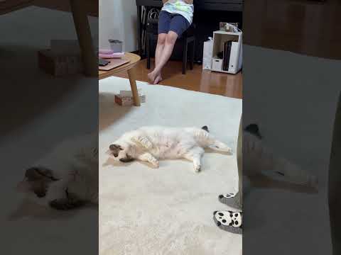 食うもん食ったらこんな感じです(YouTube)
