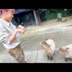 繁殖を頑張る気弱なカピバラが得意技を披露してくれるそうです(YouTube)
