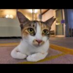 【猫ホテル】夕食後はラウンジでノンビリ寛ぐ猫達(YouTube)