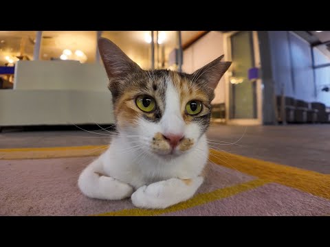 【猫ホテル】夕食後はラウンジでノンビリ寛ぐ猫達(YouTube)