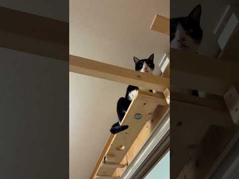 大丈夫？と思ったけど大丈夫みたいです(YouTube)
