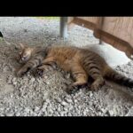 猛暑すぎて猫がぐったりしてました(YouTube)