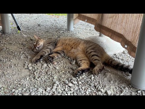 猛暑すぎて猫がぐったりしてました(YouTube)