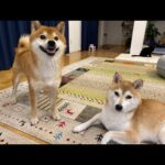 Qちゃんお泊まり会なハチ家。ライブ配信(YouTube)
