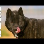 【甲斐犬】瑞稀くんのご報告７月13日ライブ配信テロップ訂正再配信(YouTube)