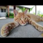 【茶トラ小学校の番長猫】「見ねぇ顔だな…昼休み体育館裏に来いニャ」行ってみた結果www(YouTube)