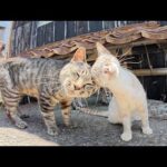 人懐っこい先輩猫に取り囲まれて、人間に馴れる修業をする子猫達(YouTube)
