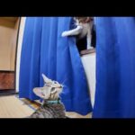 【猫旅館】猫じゃらし卒業!? カーテン遊びに夢中な子猫兄弟が可愛すぎる件🐾💖(YouTube)