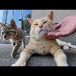 【嫉妬!?】子猫を撫でたら茶トラ猫がまさかの激おこ反応だった件🐾🔥(YouTube)