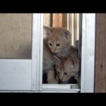 保護猫たちの今後についてご報告(YouTube)