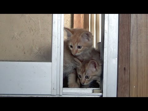 保護猫たちの今後についてご報告(YouTube)