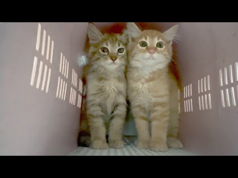 さようなら元気でね(YouTube)
