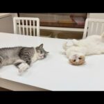 猛暑日にクーラーつけたら猫たちが真下でこうなっちゃいました…笑(YouTube)
