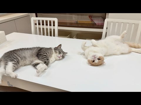 猛暑日にクーラーつけたら猫たちが真下でこうなっちゃいました…笑(YouTube)