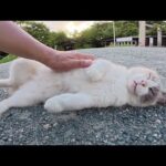 黒猫とシャム猫の神主さんが夕方の神社をパトロールする(YouTube)
