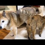 柴犬が好きすぎる子ども猫はどうやって甘えたらいいのか日々考えているようです(YouTube)