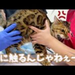 ロゼのお尻が爆発したので病院に連れて行きました(YouTube)