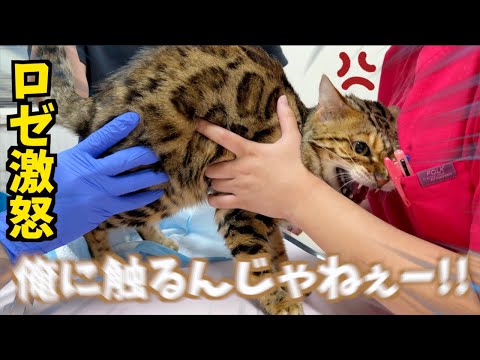 ロゼのお尻が爆発したので病院に連れて行きました(YouTube)