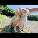 人間を見かけると絶叫して歓迎してくれる濃淡茶トラ猫コンビ(YouTube)