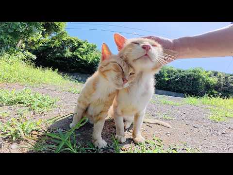 人間を見かけると絶叫して歓迎してくれる濃淡茶トラ猫コンビ(YouTube)