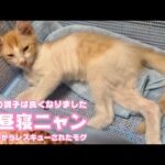 お腹治ったニャ  お昼寝ニャン  泥の中からレスキューされたモグ  保護60日経過   2025 07 07 2(YouTube)