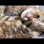 【8匹の猫の鳴き声】同じようで全く違う個性豊かな猫の鳴き声が可愛すぎました(YouTube)