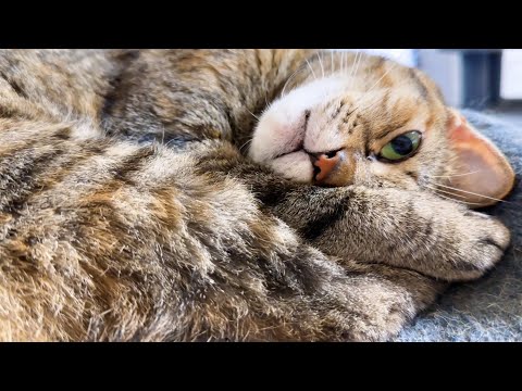 【8匹の猫の鳴き声】同じようで全く違う個性豊かな猫の鳴き声が可愛すぎました(YouTube)
