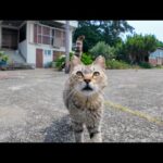 【至福タイム】猫島の漁港前で歩いてたら…猫が自らモフられに来た件(YouTube)