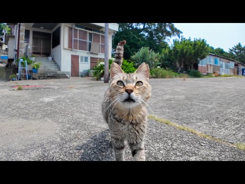 【至福タイム】猫島の漁港前で歩いてたら…猫が自らモフられに来た件(YouTube)