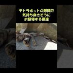 テトラポットの隙間で気持ちよさそうにお昼寝する猫達 #猫 #ネコ #cat(YouTube)