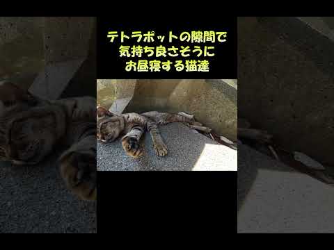 テトラポットの隙間で気持ちよさそうにお昼寝する猫達 #猫 #ネコ #cat(YouTube)