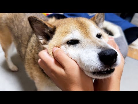 【犬と猫たち大家族】R家の救世主お姉ちゃんのお別れの日。(YouTube)