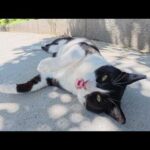暑さに参った様子の猫達が芝生に集まってダラダラする(YouTube)