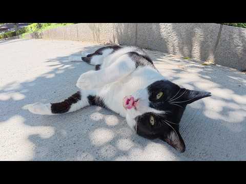 暑さに参った様子の猫達が芝生に集まってダラダラする(YouTube)