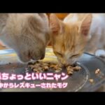 お鼻ちょっといい感じニャン  泥の中からレスキューされたモグ   2025 07 14 2(YouTube)