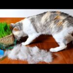 猫草に夢中になっている間にファーミネーターでミニ猫を作ったら、それを見たネコ吉が‥　🐈(こうかにゃ？)🐈(YouTube)