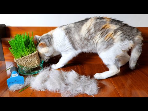 猫草に夢中になっている間にファーミネーターでミニ猫を作ったら、それを見たネコ吉が‥　🐈(こうかにゃ？)🐈(YouTube)