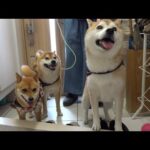 柴犬とお見舞いのため実家へ行ったら、一つの異変に気づきました。(YouTube)