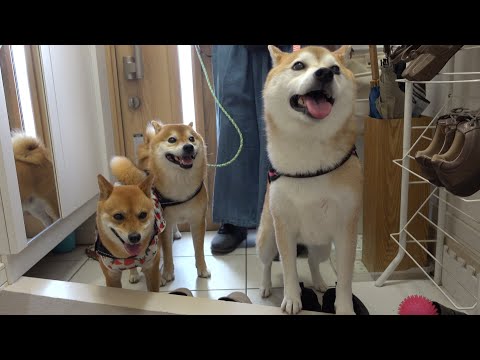 柴犬とお見舞いのため実家へ行ったら、一つの異変に気づきました。(YouTube)
