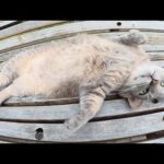 トトロ猫にマッサージをしたらお腹を出してリラックスしてくれた(YouTube)