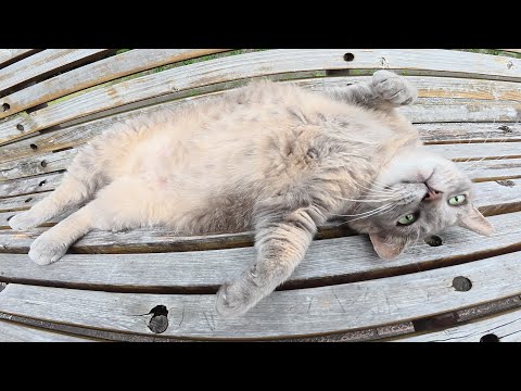 トトロ猫にマッサージをしたらお腹を出してリラックスしてくれた(YouTube)