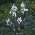 井の頭自然文化園 花ごよみ動画 オオバギボウシの開花(YouTube)