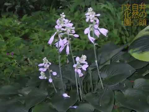井の頭自然文化園 花ごよみ動画 オオバギボウシの開花(YouTube)