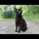 毛艶が良い黒猫が縄張りに侵入した茶トラ猫を追いかけ回す！(YouTube)